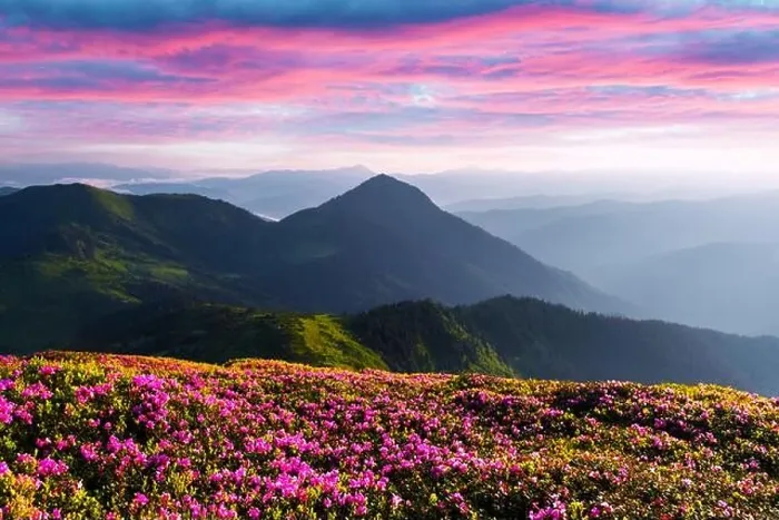 Framed Print : Rhododendron flowers covered mountains meadow in summer time. Purple sunrise light glowing on a foreground. Landscape photography Framed Print : Rhododendron flowers covered mountains meadow in summer time. Purple sunrise light glowing on a foreground. Landscape photography