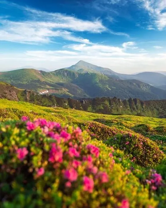 Framed Print : Rhododendron flowers covered mountains meadow in summer time. Beauty sunrise light glowing on a foreground. Landscape photography Framed Print : Rhododendron flowers covered mountains meadow in summer time. Beauty sunrise light glowing on a foreground. Landscape photography