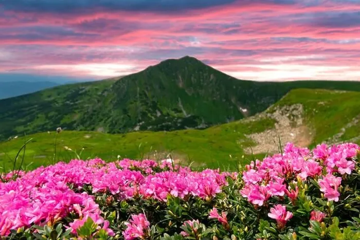 Framed Print : Rhododendron flowers covered mountains meadow in summer time. Purple sunrise light glowing on a foreground. Landscape photography Framed Print : Rhododendron flowers covered mountains meadow in summer time. Purple sunrise light glowing on a foreground. Landscape photography