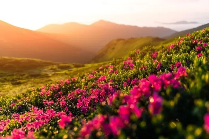Framed Print : Rhododendron flowers covered mountains meadow in summer time. Orange sunrise light glowing on a foreground. Landscape photography Framed Print : Rhododendron flowers covered mountains meadow in summer time. Orange sunrise light glowing on a foreground. Landscape photography