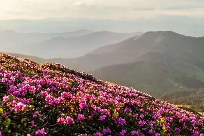 Framed Print : Rhododendron flowers covered mountains meadow in summer time. Beauty sunrise light glowing on a foreground. Landscape photography Framed Print : Rhododendron flowers covered mountains meadow in summer time. Beauty sunrise light glowing on a foreground. Landscape photography