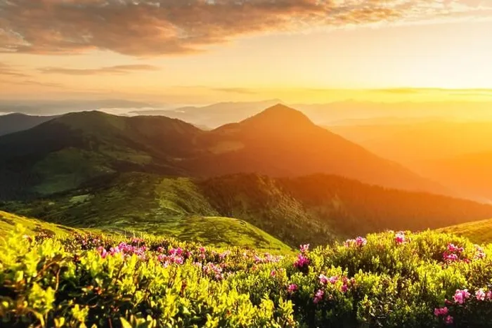 Framed Print : Rhododendron flowers covered mountains meadow in summer time. Orange sunrise light glowing on a foreground. Landscape photography Framed Print : Rhododendron flowers covered mountains meadow in summer time. Orange sunrise light glowing on a foreground. Landscape photography