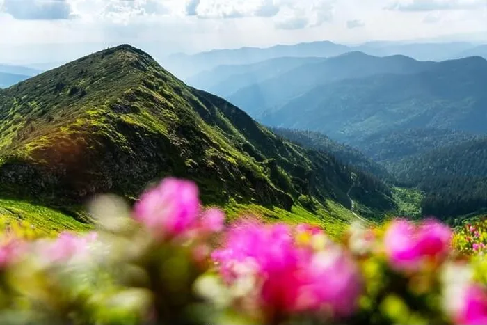 Framed Print : Rhododendron flowers covered mountains meadow in summer time. Beauty sunrise light glowing on a foreground. Landscape photography Framed Print : Rhododendron flowers covered mountains meadow in summer time. Beauty sunrise light glowing on a foreground. Landscape photography