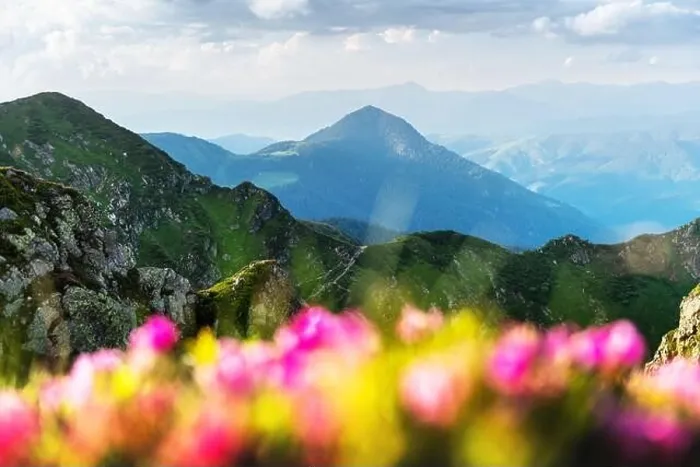Framed Print : Rhododendron flowers covered mountains meadow in summer time. Beauty sunrise light glowing on a foreground. Landscape photography Framed Print : Rhododendron flowers covered mountains meadow in summer time. Beauty sunrise light glowing on a foreground. Landscape photography