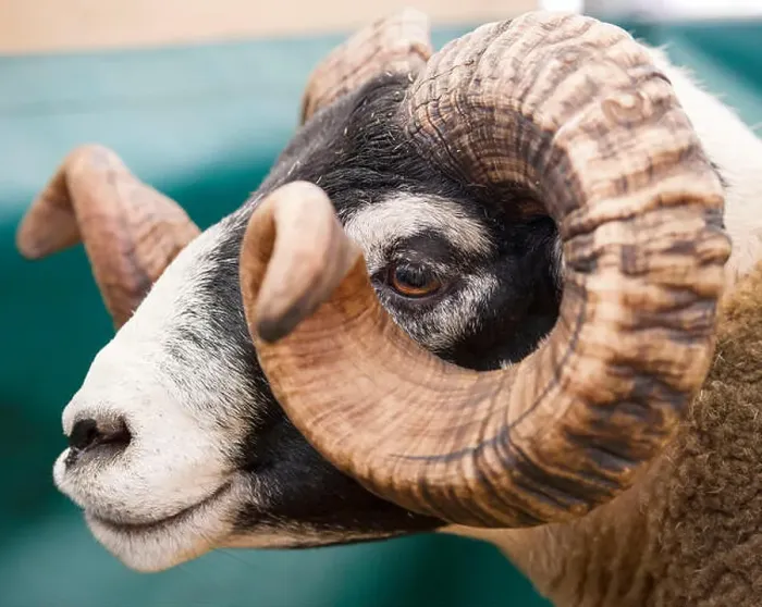 Framed Print : RHS 2018: Portrait of a Blacface Ram at Royal Highland Show, Ingliston, Edinburgh, Scotland Framed Print : RHS 2018: Portrait of a Blacface Ram at Royal Highland Show, Ingliston, Edinburgh, Scotland