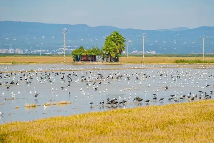 Framed Print : A rice field after harvest with a lot of birds at the delta de Ebro in Catalunya, Spain Framed Print : A rice field after harvest with a lot of birds at the delta de Ebro in Catalunya, Spain