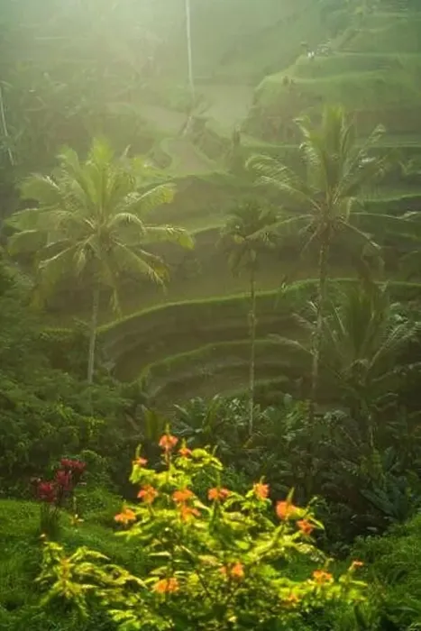 Framed Print : Rice fields at sunset from above, Bali, Indonesia Framed Print : Rice fields at sunset from above, Bali, Indonesia