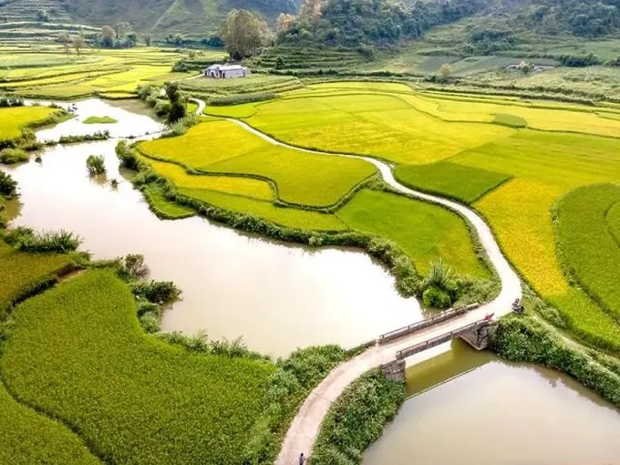 Framed Print : Rice and rice field at Phong Nam village in Trung Khanh Framed Print : Rice and rice field at Phong Nam village in Trung Khanh