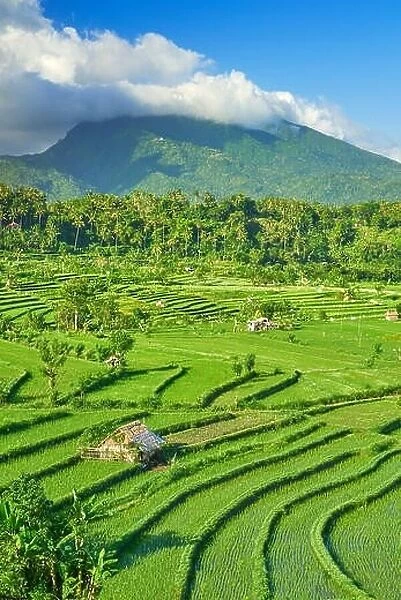 Rice Terrace field landscape, Bali, Indonesia