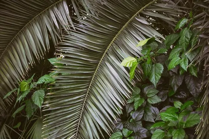 Framed Print : Rich green leaves and palm fronds create a lush backdrop