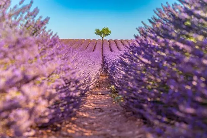 Framed Print : Rich lavender field with a lonely tree. Stunning summer floral landscape, nature scenery, blooming lavender flowers under blue sky. Idyllic nature Framed Print : Rich lavender field with a lonely tree. Stunning summer floral landscape, nature scenery, blooming lavender flowers under blue sky. Idyllic nature