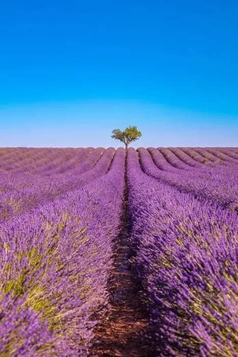 Framed Print : Rich lavender field with a lonely tree. Stunning summer floral landscape, nature scenery, blooming lavender flowers under blue sky. Idyllic nature Framed Print : Rich lavender field with a lonely tree. Stunning summer floral landscape, nature scenery, blooming lavender flowers under blue sky. Idyllic nature