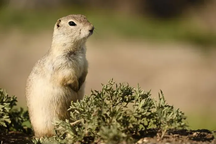 Framed Print : A Richardsons ground squirrel near the town of Drumheller in Alberta, Canada Framed Print : A Richardsons ground squirrel near the town of Drumheller in Alberta, Canada