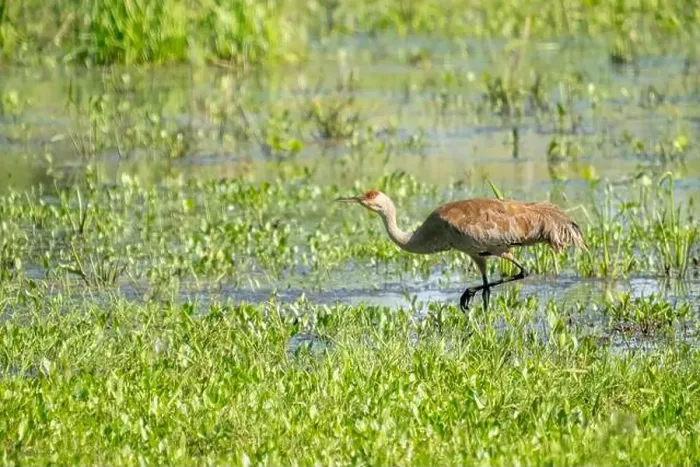 Framed Print : Ridgefield National Wildlife Refuge, Ridgefield, Washington State, USA. Sandhill Crane walking in a marsh Framed Print : Ridgefield National Wildlife Refuge, Ridgefield, Washington State, USA. Sandhill Crane walking in a marsh