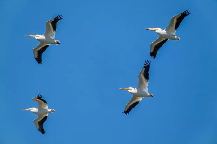 Framed Print : Ridgefield National Wildlife Refuge, Ridgefield, Washington State, USA. Flock of American white pelicans in flight Framed Print : Ridgefield National Wildlife Refuge, Ridgefield, Washington State, USA. Flock of American white pelicans in flight