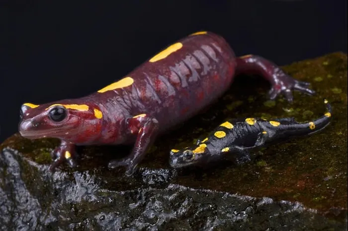 Framed Print : Rif mountain fire salamander, Salamandra algira splendens, mother and baby Framed Print : Rif mountain fire salamander, Salamandra algira splendens, mother and baby