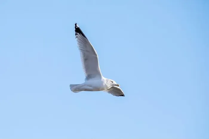 Framed Print : A ring billed gull flies above with full wingspan, isolated against the blue sky on a winter day in January in Iowa Framed Print : A ring billed gull flies above with full wingspan, isolated against the blue sky on a winter day in January in Iowa