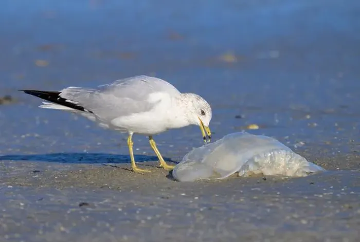 Framed Print : Ring-billed Gull (Larus delawarensis) eating a dead Cannonball jellyfish (Stomolophus meleagris) at the ocean coast Framed Print : Ring-billed Gull (Larus delawarensis) eating a dead Cannonball jellyfish (Stomolophus meleagris) at the ocean coast