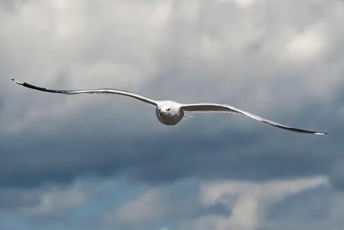 Framed Print : Ring-billed Gull (Larus delawarensis) in flight Framed Print : Ring-billed Gull (Larus delawarensis) in flight