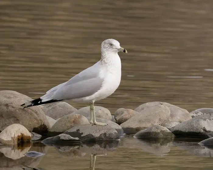 Framed Print : Ring-billed Gull (Larus delawarensis) perched on rocks in the American River at Sailor Bar County Park Framed Print : Ring-billed Gull (Larus delawarensis) perched on rocks in the American River at Sailor Bar County Park