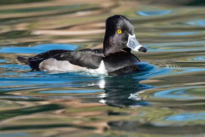 Framed Print : Ring-necked Duck (Aythya collaris) Framed Print : Ring-necked Duck (Aythya collaris)