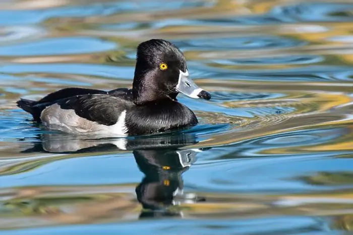 Framed Print : Ring-necked Duck (Aythya collaris) Framed Print : Ring-necked Duck (Aythya collaris)