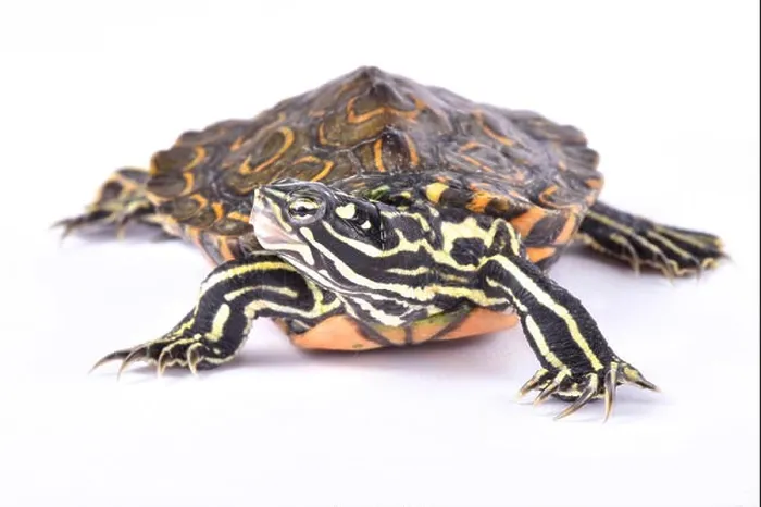 Framed Print : Ringed map turtle, Graptemys oculifera Framed Print : Ringed map turtle, Graptemys oculifera