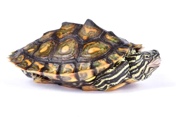 Framed Print : Ringed map turtle, Graptemys oculifera Framed Print : Ringed map turtle, Graptemys oculifera