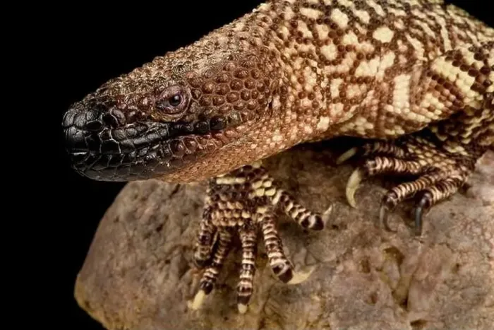 Framed Print : Río Fuerte Beaded Lizard (Heloderma exasperatum) Framed Print : Río Fuerte Beaded Lizard (Heloderma exasperatum)