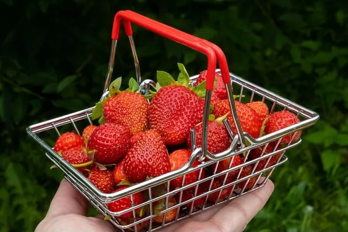 Framed Print : Ripe, fresh strawberries in a small shopping basket on a man's arm Framed Print : Ripe, fresh strawberries in a small shopping basket on a man's arm