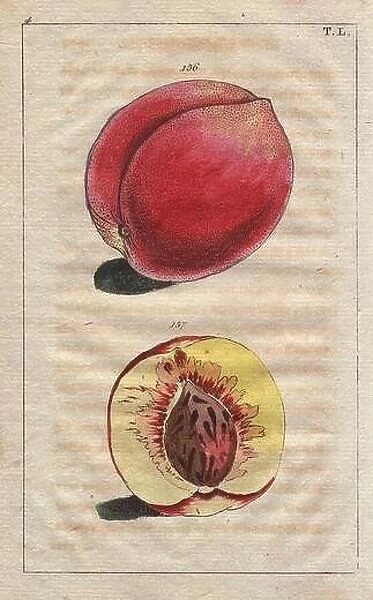 Ripe fruit, segment, stone, of the Madeleine peach, Amydalus persica. Handcolored copperplate engraving of a botanical illustration from G. T