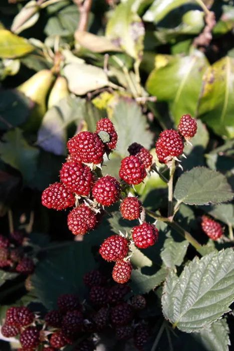 Framed Print : RIPENING BLACKBERRIES. DRUBS FRUTICOSUS Framed Print : RIPENING BLACKBERRIES. DRUBS FRUTICOSUS