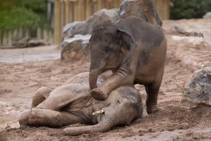 Framed Print : Riva pins Ajan down in the mud wrestle Framed Print : Riva pins Ajan down in the mud wrestle