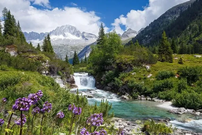Framed Print : River Chiese, waterfall. Alpine flowers Framed Print : River Chiese, waterfall. Alpine flowers