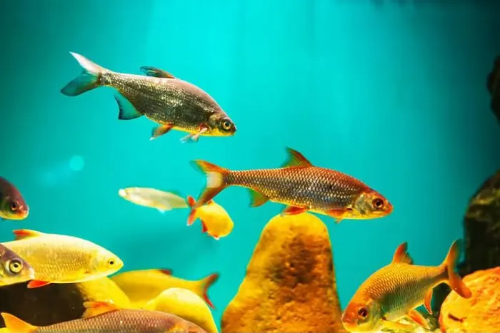 Framed Print : River fish in their natural habitat. Oceanarium, wildlife, colorful underwater world, aquarium Framed Print : River fish in their natural habitat. Oceanarium, wildlife, colorful underwater world, aquarium