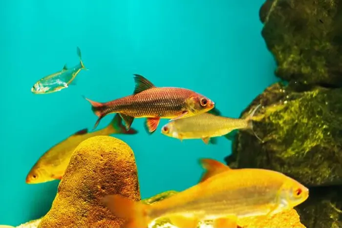Framed Print : River fish in their natural habitat. Oceanarium, wildlife, colorful underwater world, aquarium Framed Print : River fish in their natural habitat. Oceanarium, wildlife, colorful underwater world, aquarium
