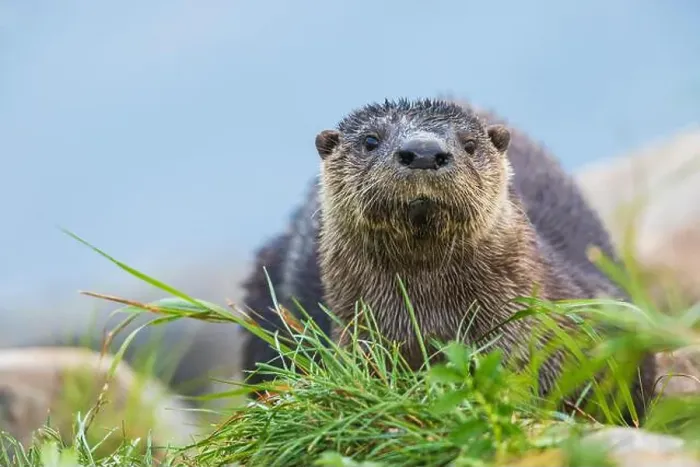 Framed Print : River otter pauses for glance about while foraging along the Churchill River in Northern Manitoba Framed Print : River otter pauses for glance about while foraging along the Churchill River in Northern Manitoba