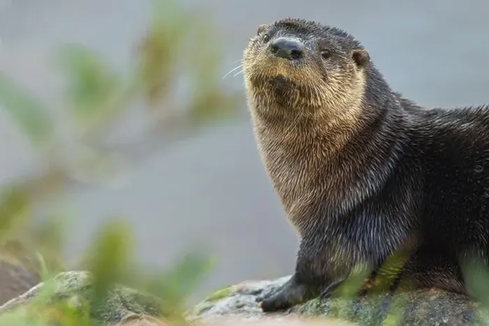 Framed Print : River otter pauses for a moment while foraging along a river bank in the arctic country Framed Print : River otter pauses for a moment while foraging along a river bank in the arctic country