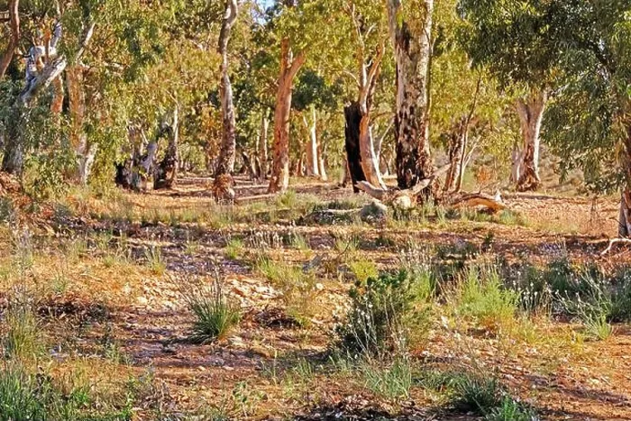 Framed Print : River Red Gums standing in a dry creek bed near Kanyaka Homestead Ruins in the Flinders Ranges in Australia Framed Print : River Red Gums standing in a dry creek bed near Kanyaka Homestead Ruins in the Flinders Ranges in Australia