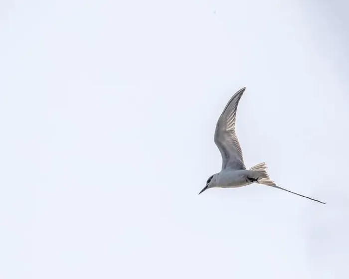 Framed Print : A river tern in flight Framed Print : A river tern in flight