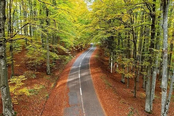 Road in the autumnal forest, top angle view