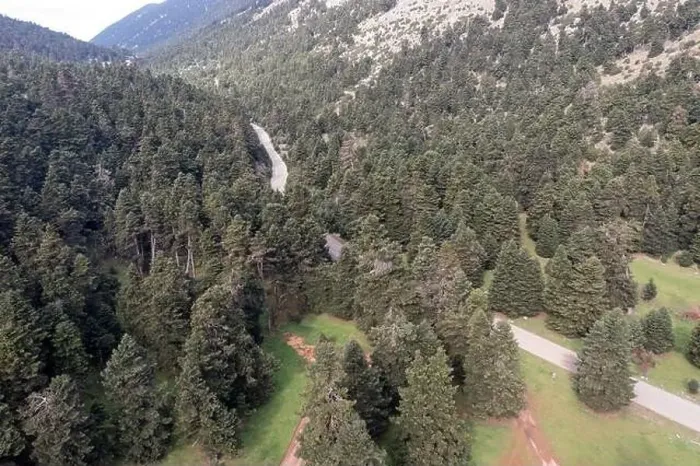 Framed Print : Road and a forest glade among fir trees in mountains, aerial drone view. Spring season Framed Print : Road and a forest glade among fir trees in mountains, aerial drone view. Spring season