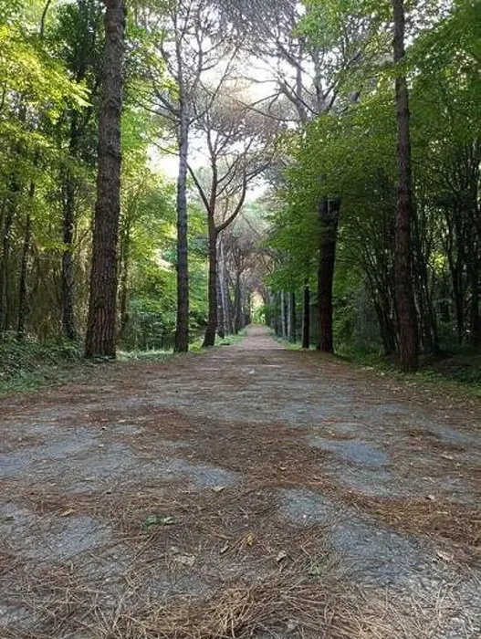 Framed Print : The road between the forests. yellowed leaves fallen to the ground. autumn time Framed Print : The road between the forests. yellowed leaves fallen to the ground. autumn time