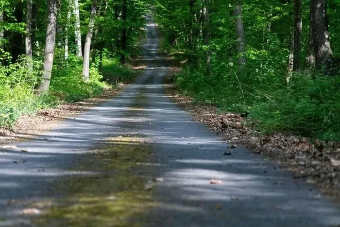 Framed Print : road in green forest in summer Framed Print : road in green forest in summer