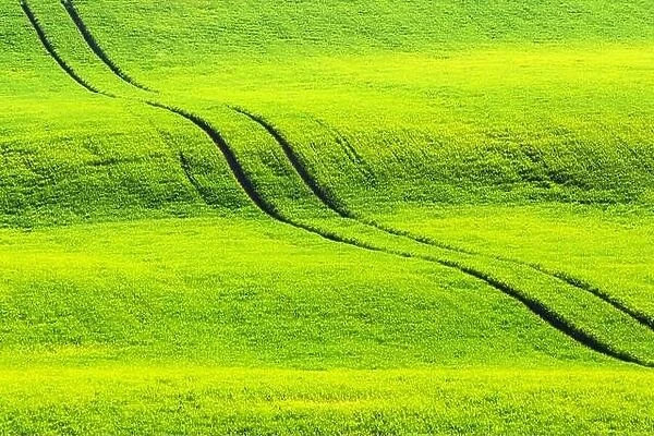 Road in green wheat agricultural field of South Moravia, Czech Republic. Can be used like nature background or texture