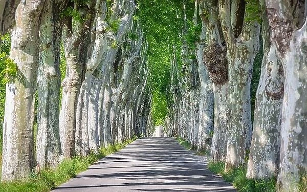 Road through row of trees in south France