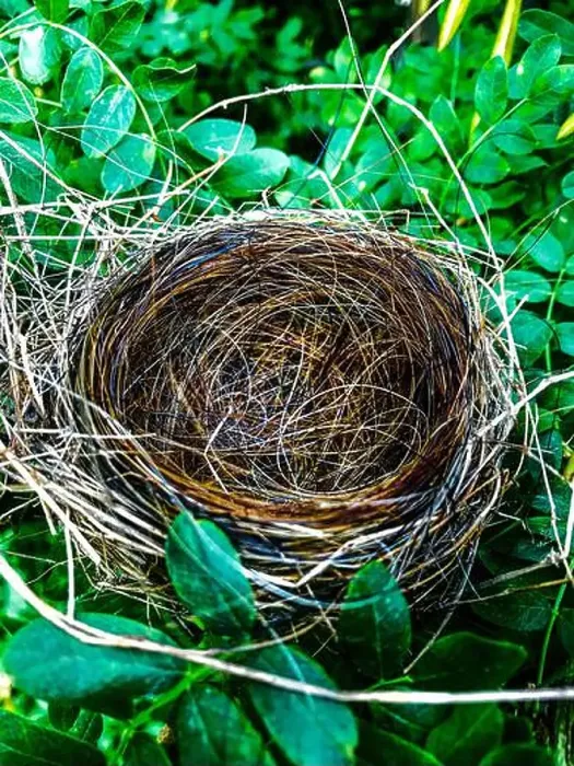 Framed Print : Robins nest made with horse hair in foliage Framed Print : Robins nest made with horse hair in foliage