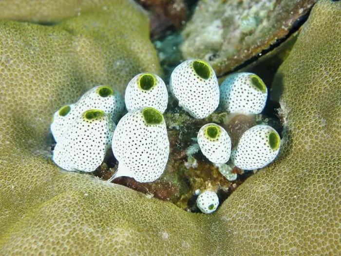 Framed Print : Robust reef squirt (Atriolum robustum) with green dot pattern on coral in the sea Framed Print : Robust reef squirt (Atriolum robustum) with green dot pattern on coral in the sea