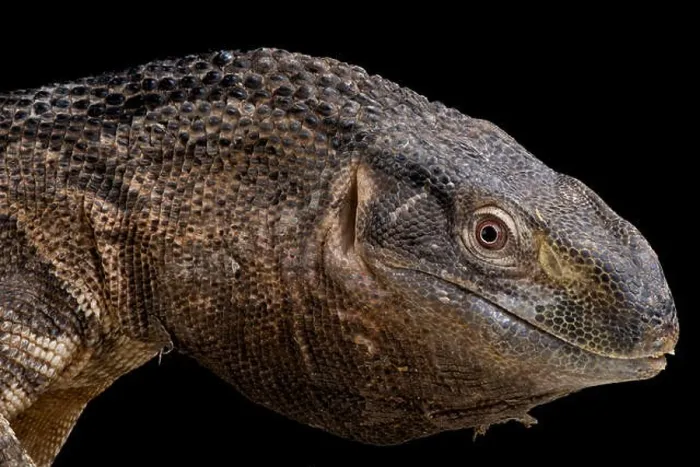 Framed Print : Rock monitor / Varanus albigularis ionidesi Framed Print : Rock monitor / Varanus albigularis ionidesi