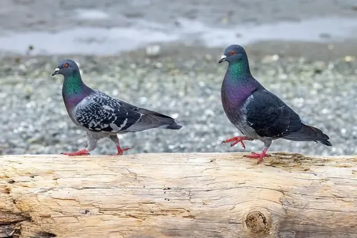 Framed Print : Rock pigeon (Columba livia) couple at Esquimalt Lagoon - Colwood Framed Print : Rock pigeon (Columba livia) couple at Esquimalt Lagoon - Colwood